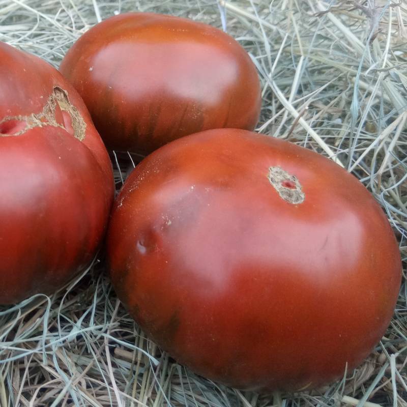 Tomate Madre Negra