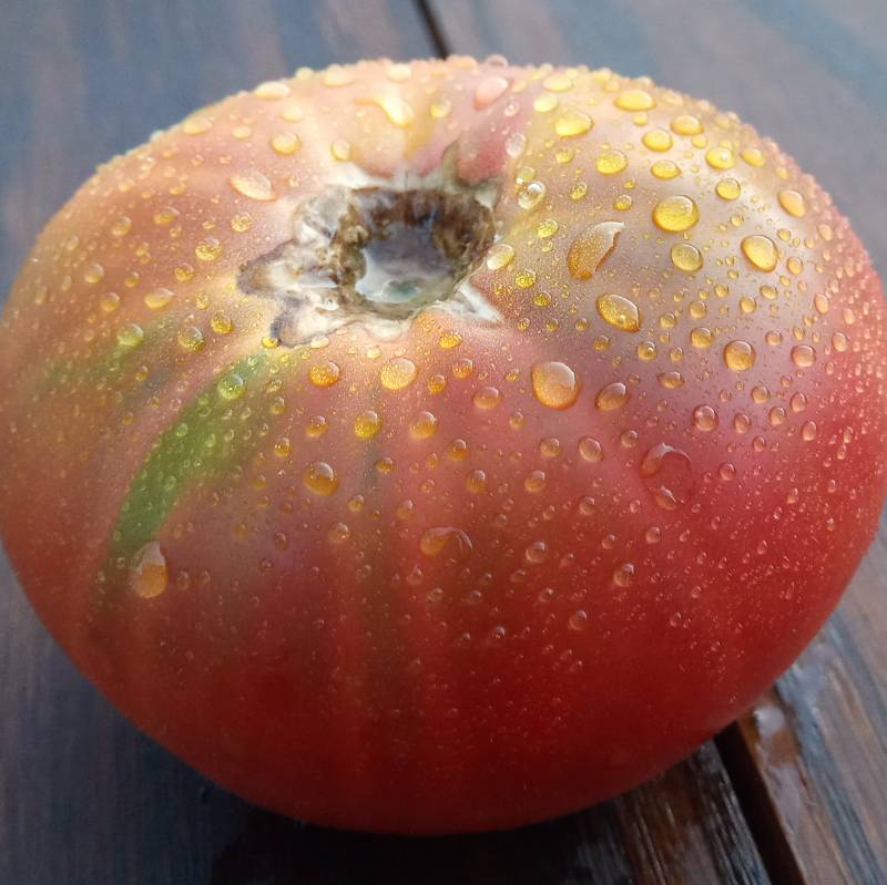 Tomate Carbón