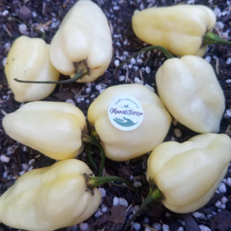 Ají Habanero Blanco