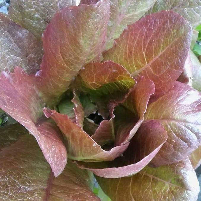 Lechuga Romana Roja