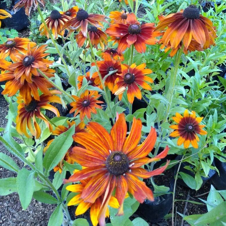 Rudbeckia Hirta Cappuccino