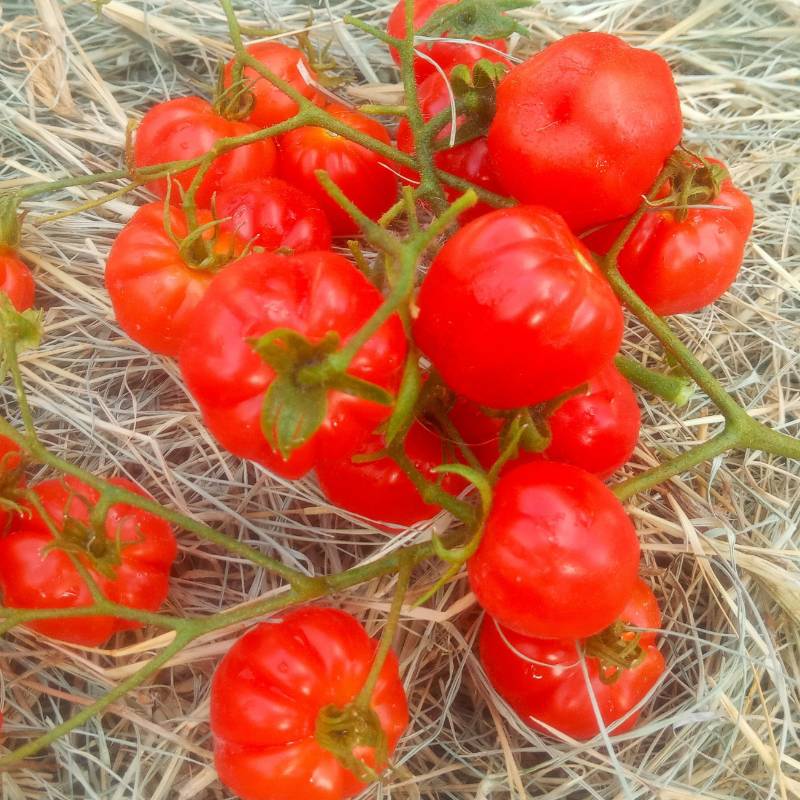 Tomate Cherry Acordeon