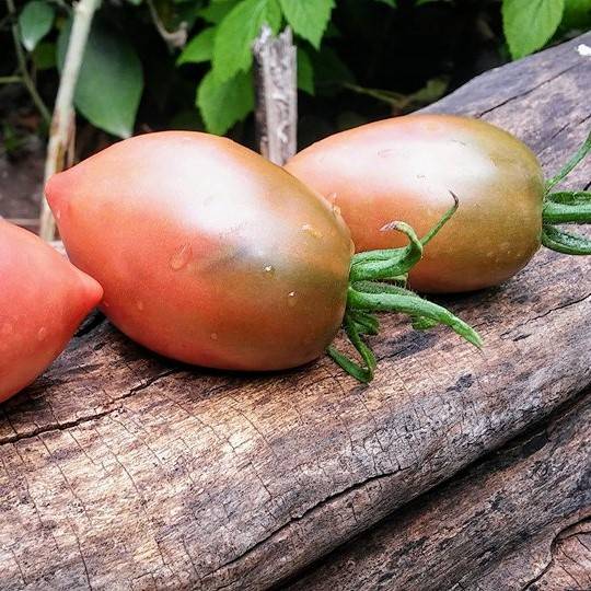 Tomate Purple Russian