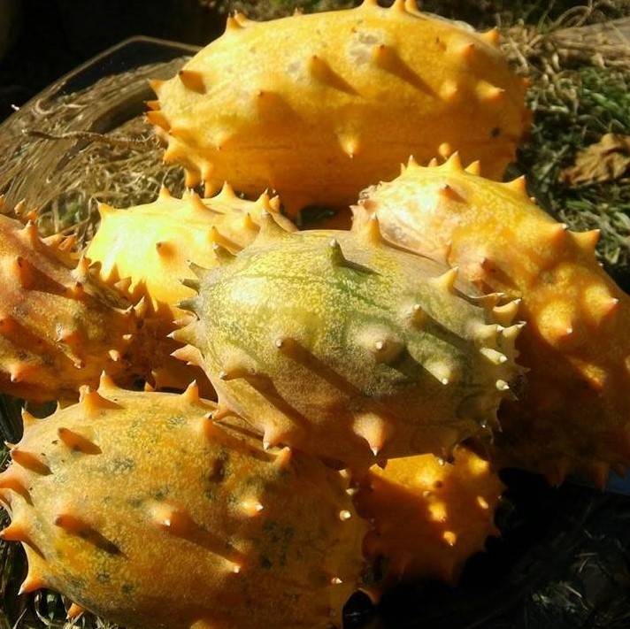 Kiwano