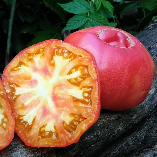 Tomate Orange Orangután