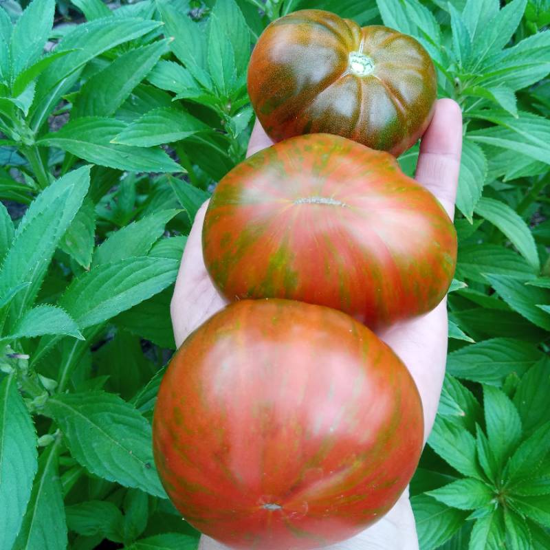 Tomate Bandelier
