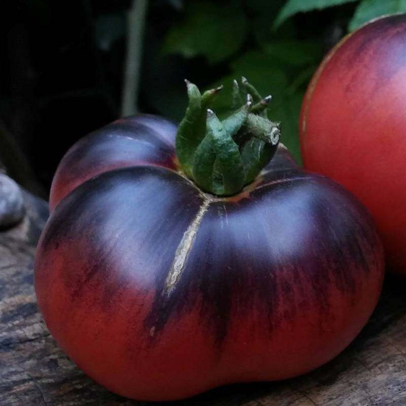 Tomate Red Beauty