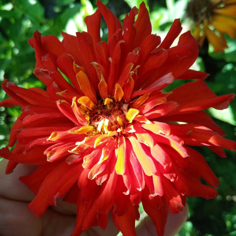 Zinnia Cactus