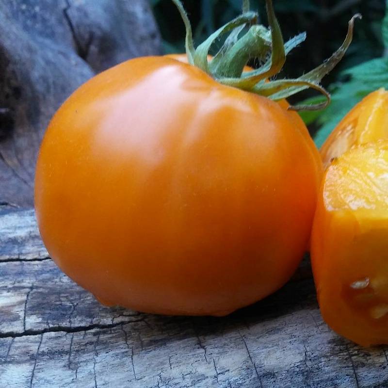 Tomate Golden Sunburst