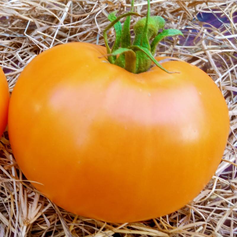 Tomate Naranja del Chef