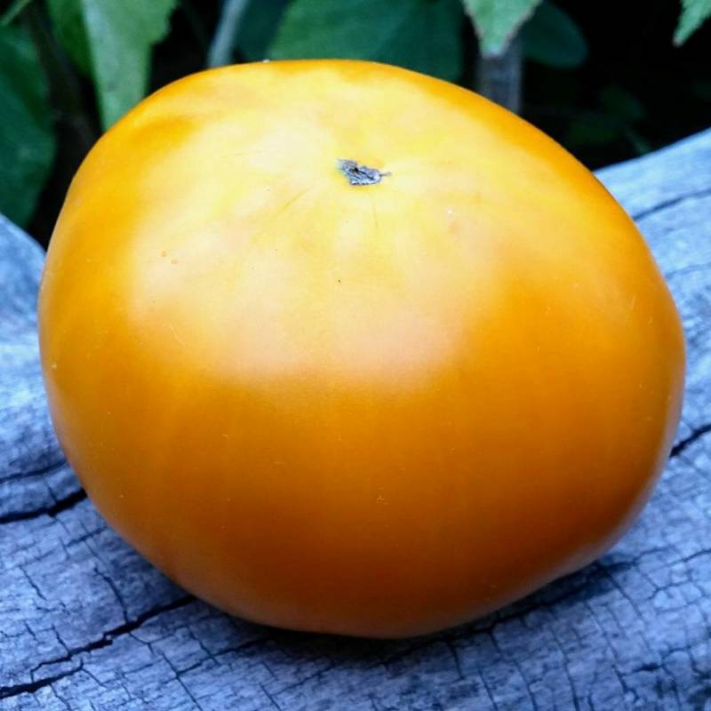 Tomate Gigant Limonnyi