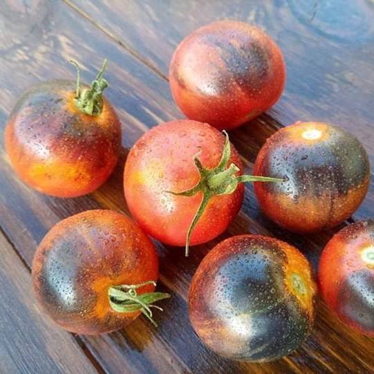 Tomate Purple Dragon