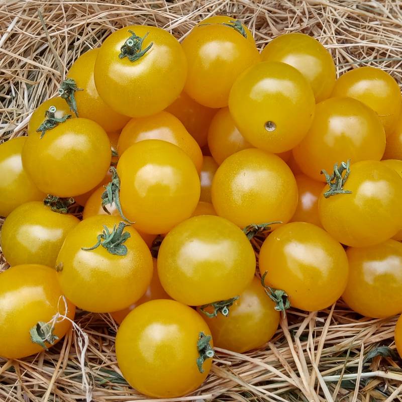 Tomate Cherry Cereza Amarilla