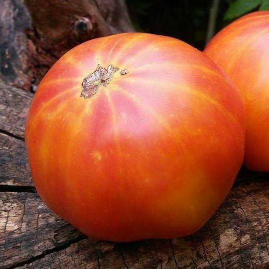 Tomate Minnie's Pin Stripe