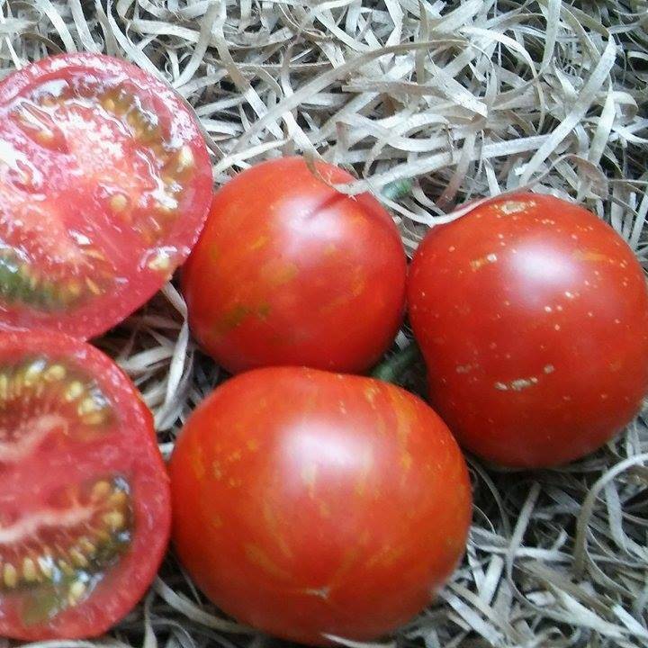 Tomate Tingerella