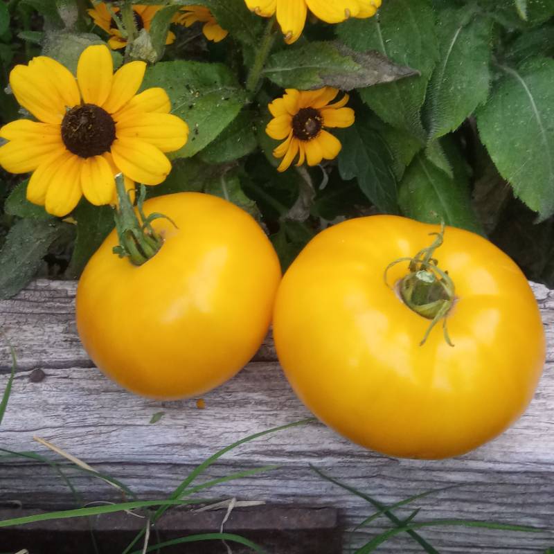 Tomate 1884 Yellow