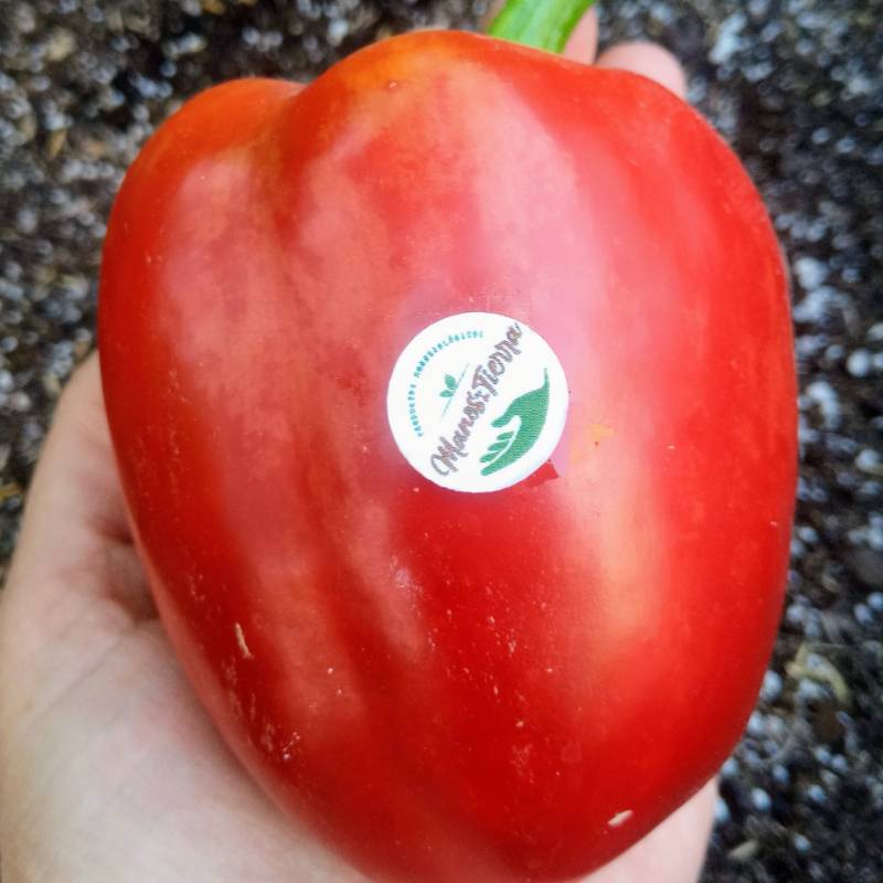 Pimiento Corazón