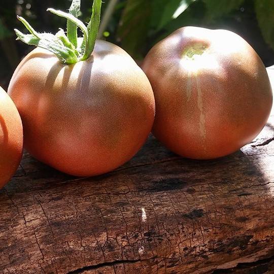 Tomate Chernomor