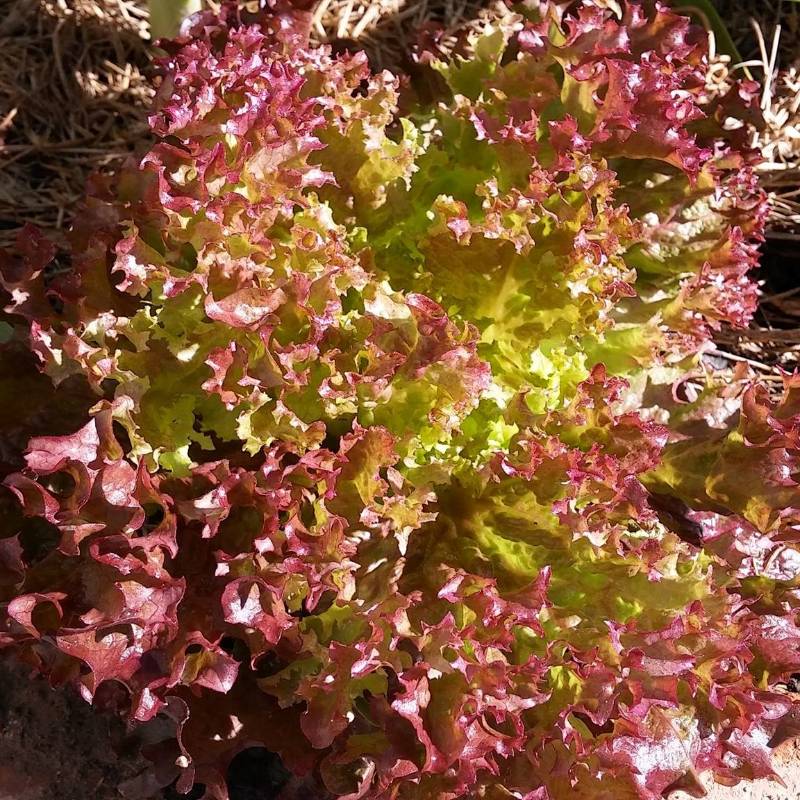 Lechuga Lollo Rosso