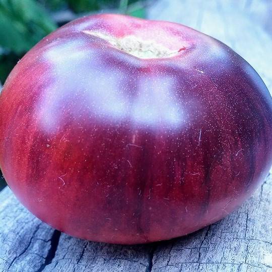 Tomate Blue Beauty