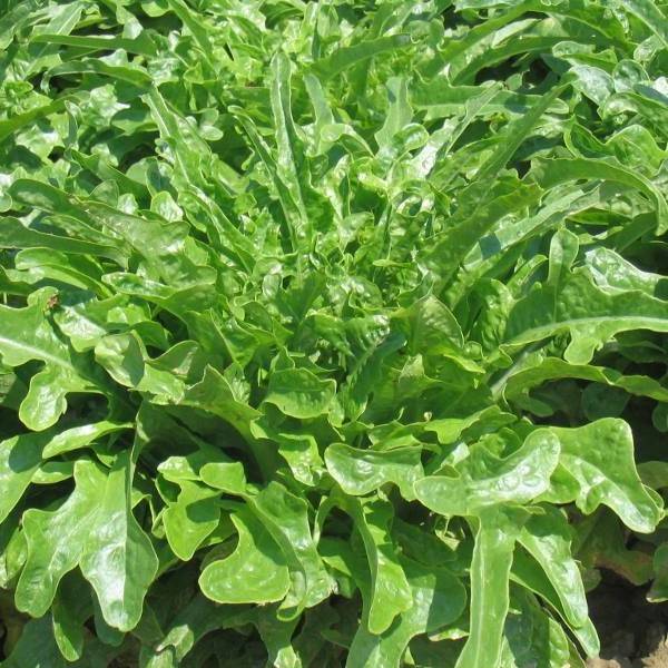 Lechuga Barba di Fratti