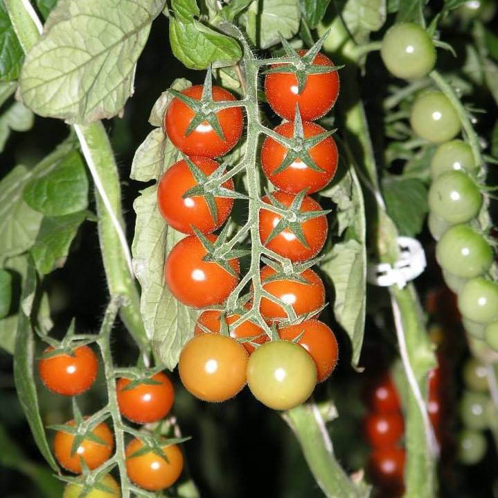 Tomate Cherry Uva