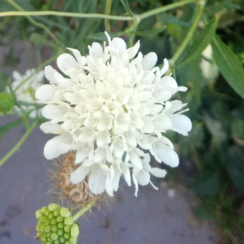 Scabiosa Blanca