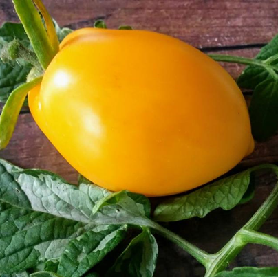 Tomate Orange Russian Variegado