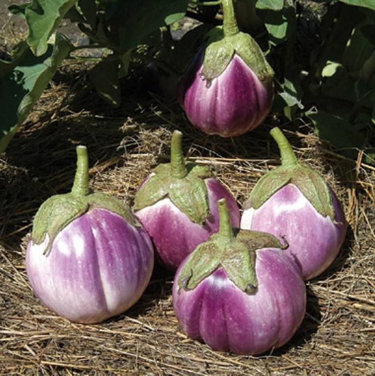 Berenjena Sfumata di Rosa