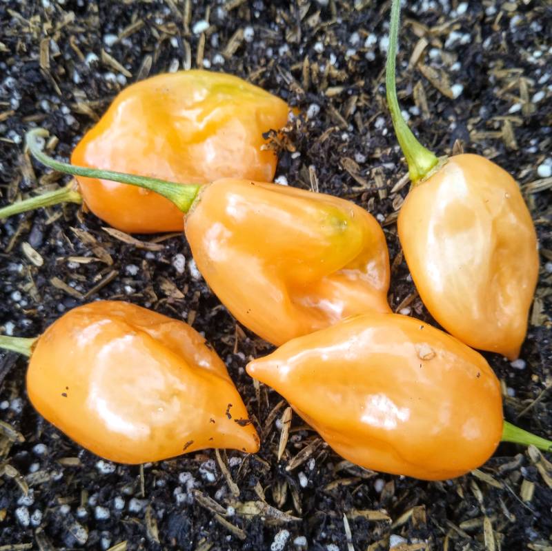 Ají Habanero Manzano