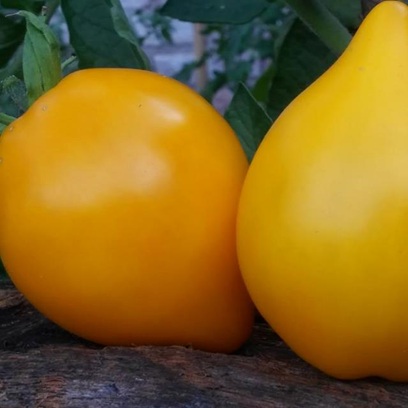 Tomate Mejillón Amarillo