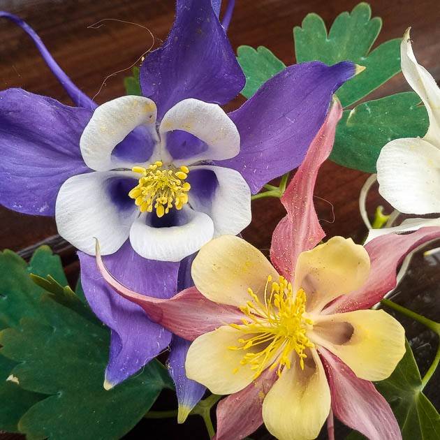 Mix de Aquilegias