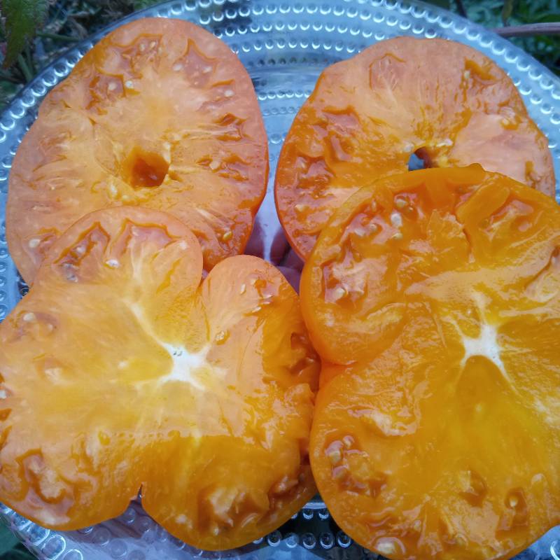 Tomate Siberiano Naranja