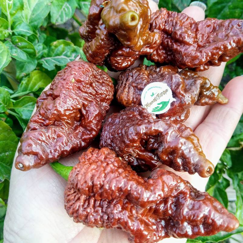 Ají Carolina Reaper x Ghost Chocolate