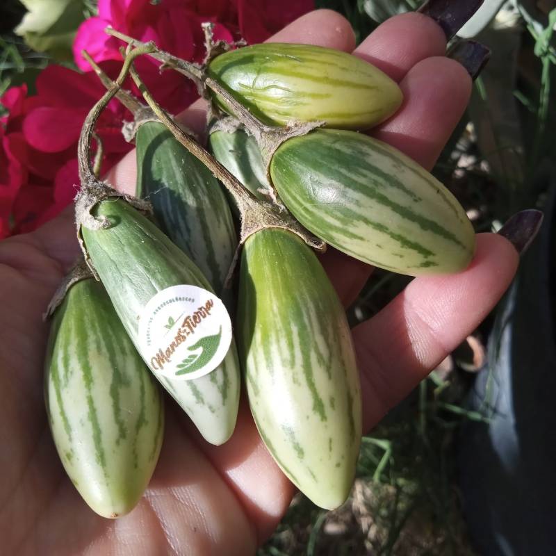 Berenjena Thai Green Frog Fingers