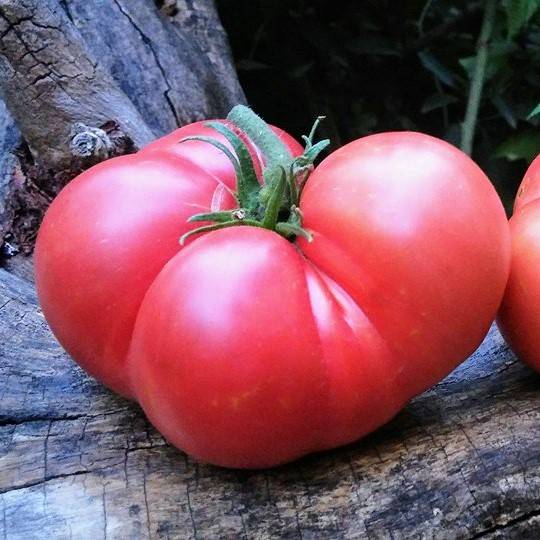 Tomate Missouri Pink Love Apple