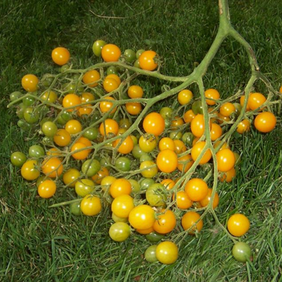 Tomate Cherry Millefleurs