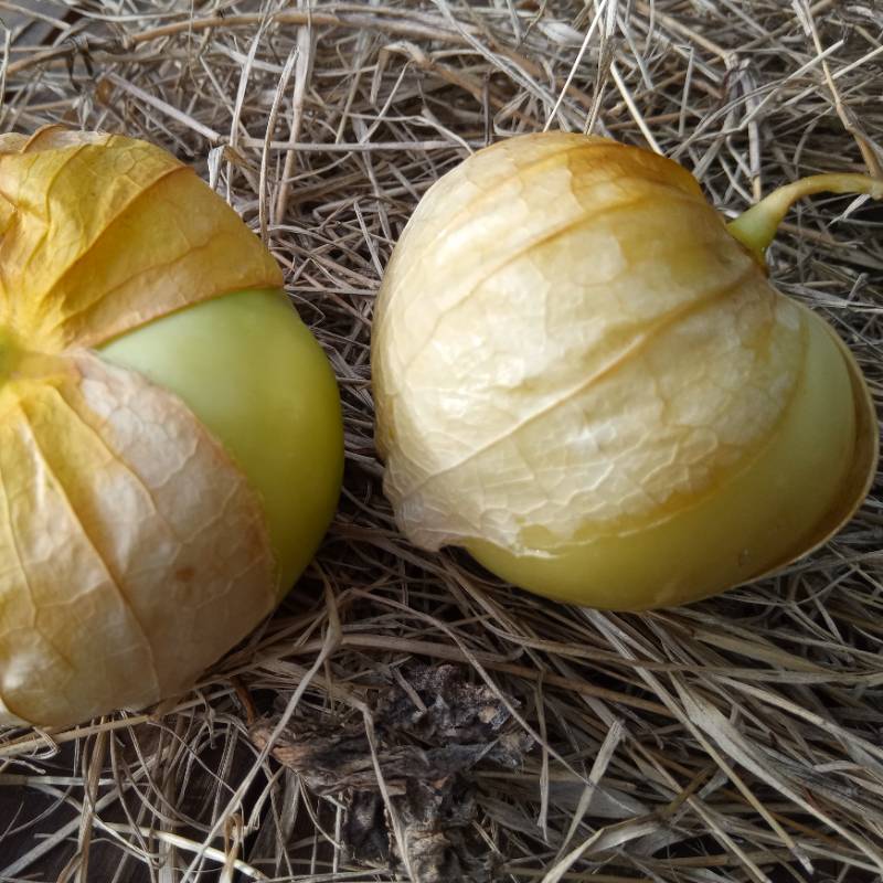 Tomatillo Verde