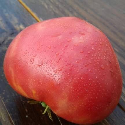 Tomate Amana Pink