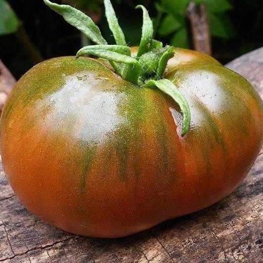 Tomate Tsindao