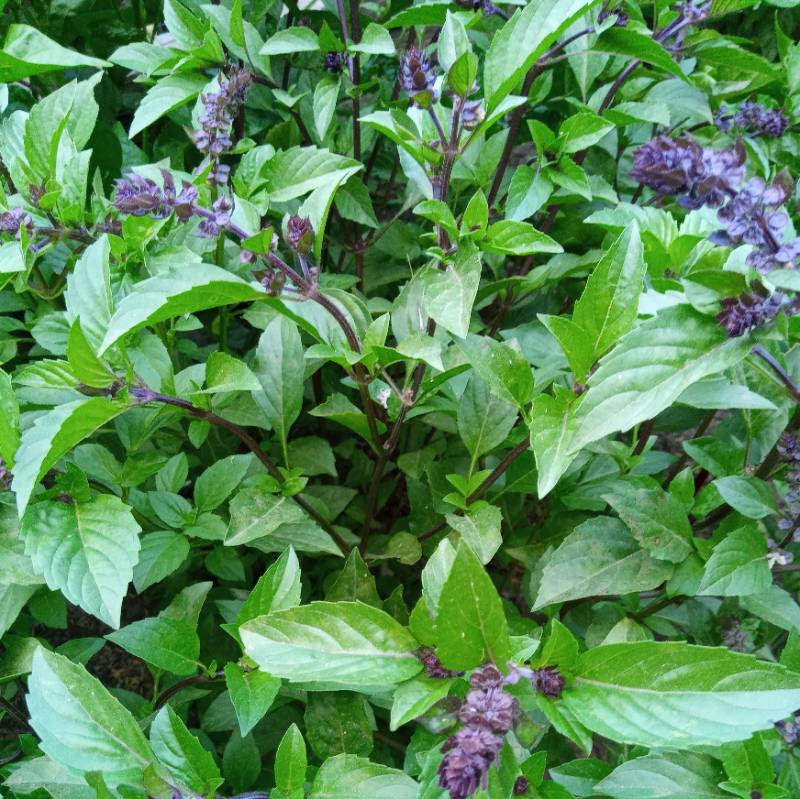 Albahaca Canela