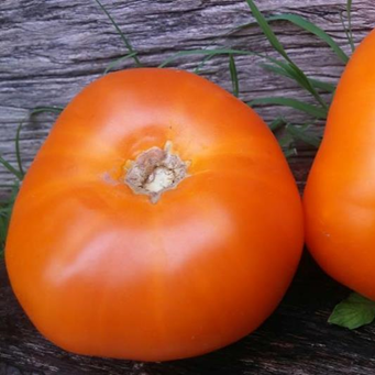 Tomate Amana Orange
