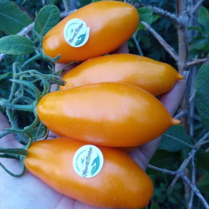 Tomate Palmira