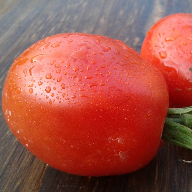 Tomate Carbón Rojo