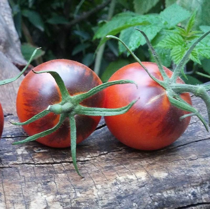 Tomate Chocolate Marmolado