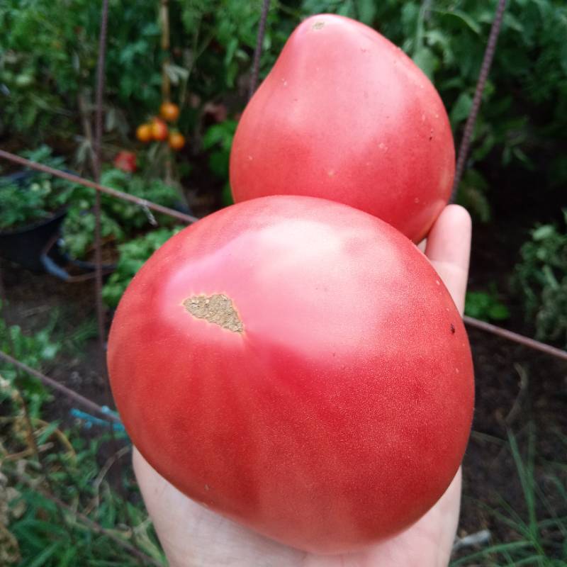 Tomate Sister Miriam