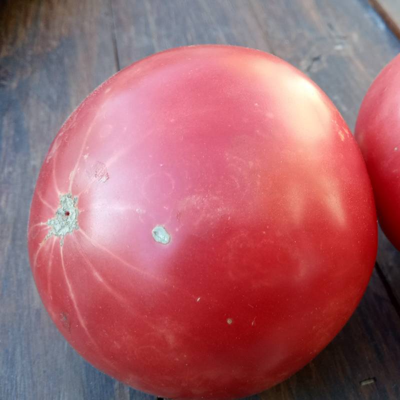 Tomate Piel de Doncella