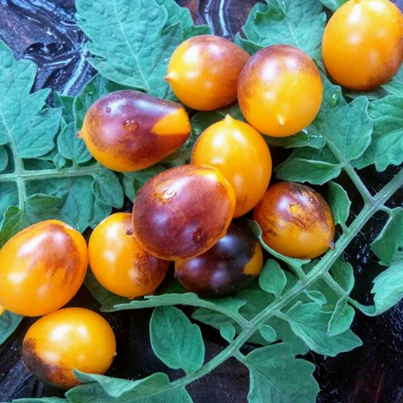 Tomate Cherry Índigo Kumquat