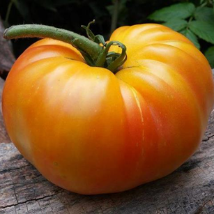 Tomate Arcoíris