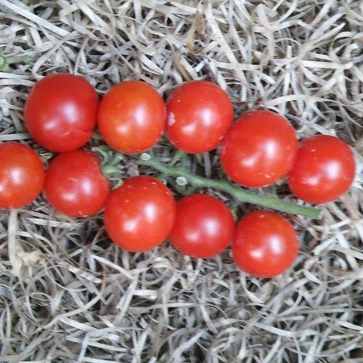 Tomate Cherry Red Pomodoro